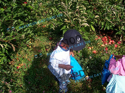 Apple-Picking